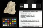 Foto (Objekt + Etiketten) von Mesogalathea striata (Remeš, 1895) 
